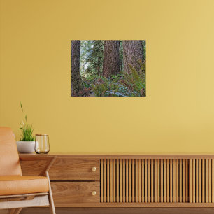 Affiche Douglas Fir Conifer Forest Photographic