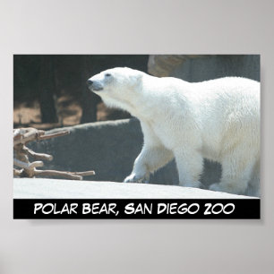 Affiche d'ours blanc