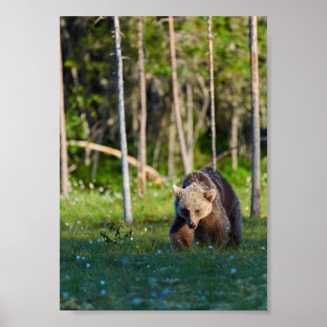 affiche d'ours brun européen (Devant)