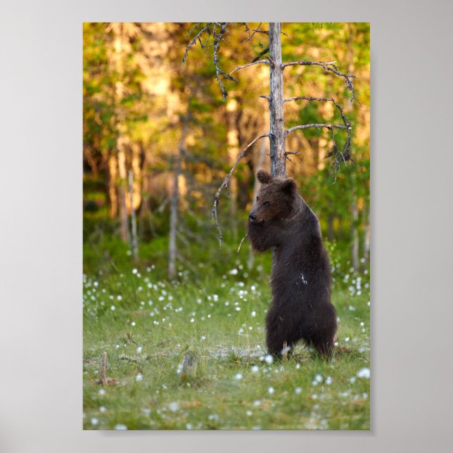 Affiche d'ours brun européen étreignant un arbre (Devant)