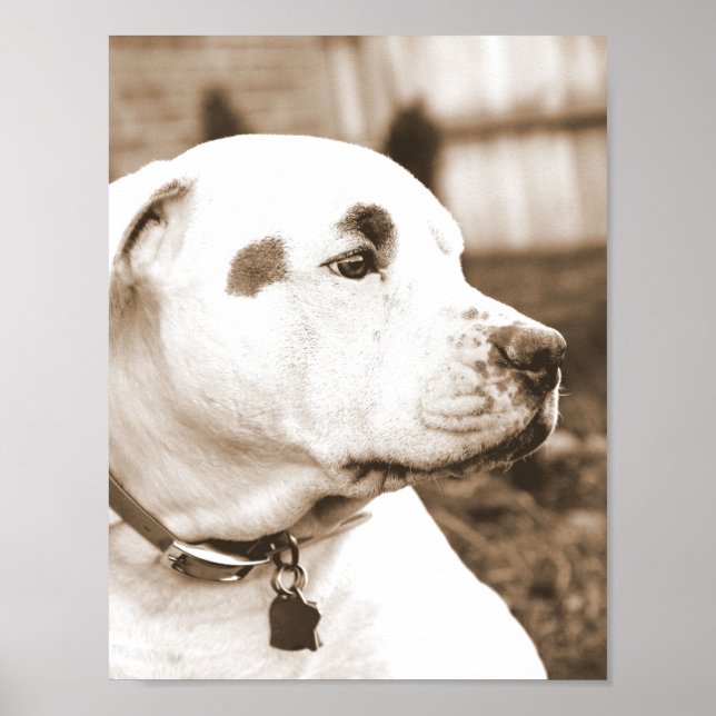 Affiche doux blanc sepia pit bull haine acte de haine non  (Devant)