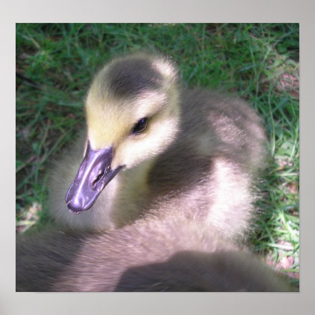 Affiche Doux et moelleux (Devant)