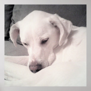 Affiche Doux Sleepy Blanc Chien Gris