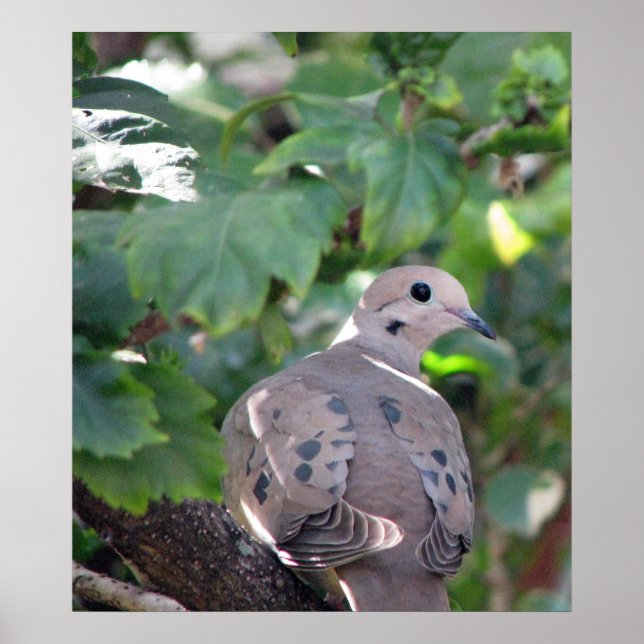 Affiche Dove (Devant)