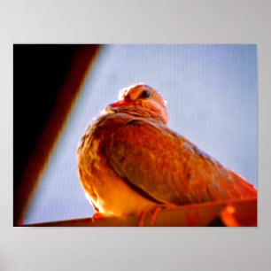 Affiche Dove