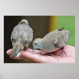 Affiche Dove Birds Kauai Hawaii