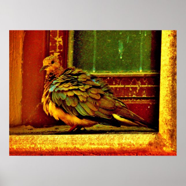 Affiche Dove de plumes (Devant)
