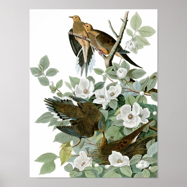 Affiche Dove en deuil, John James Audubon (Devant)
