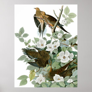 Affiche Dove en deuil, John James Audubon Fine Art