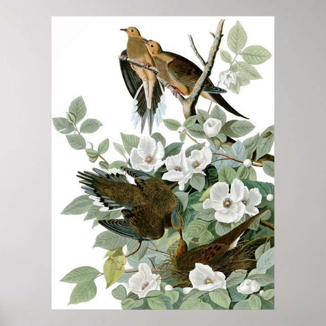 Affiche Dove en deuil, John James Audubon Fine Art (Devant)