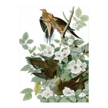 Dove en deuil, John James Audubon Fine Art