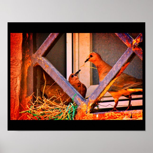 Affiche Dove Romance (Devant)