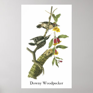 Affiche Downy Woodpecker - John Audubon