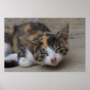 Affiche Dozing Calico Kitten