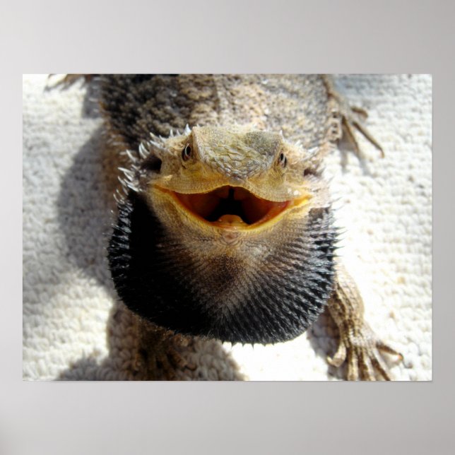 Affiche Dragon à tête orientale - Pogona barbata (Devant)