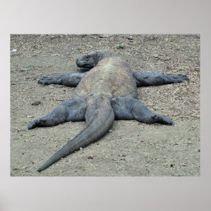 Affiche Dragon au soleil