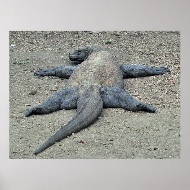 Affiche Dragon au soleil (Devant)