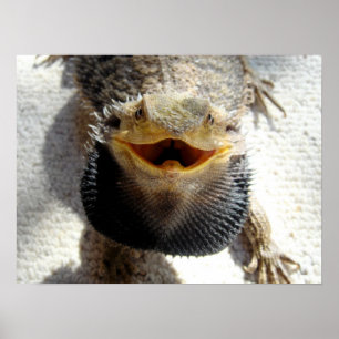 Affiche Dragon barbu oriental - barbata de Pogona