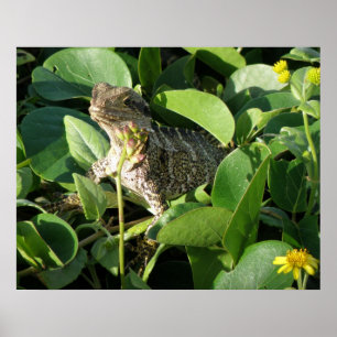 Affiche Dragon Caché Lézard Australie ZIZZAGO