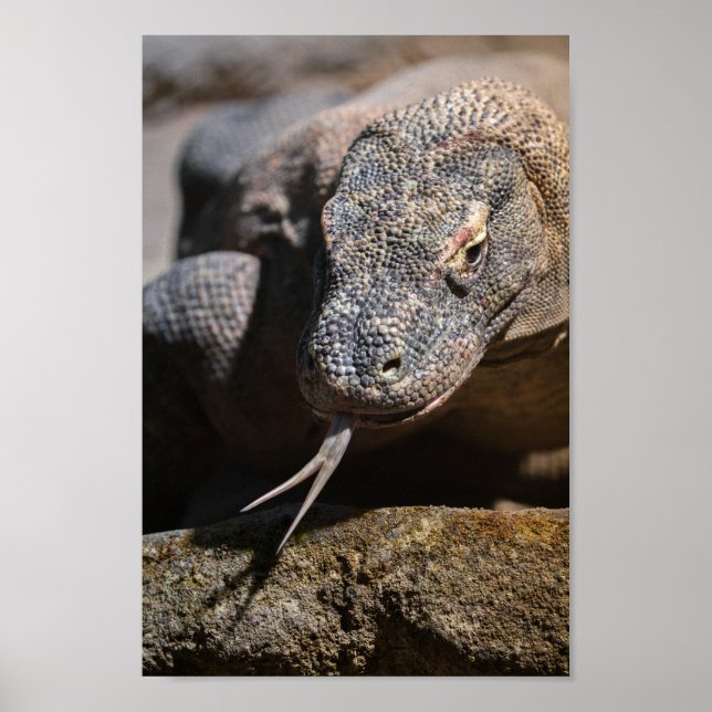 Affiche Dragon de Komodo montrant sa langue fourrée (Devant)