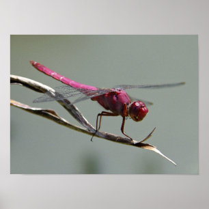 Affiche Dragon Fly