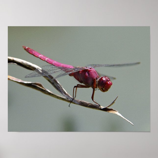 Affiche Dragon Fly (Devant)