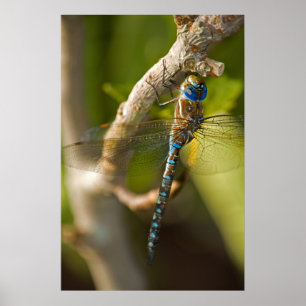 Affiche Dragon Fly