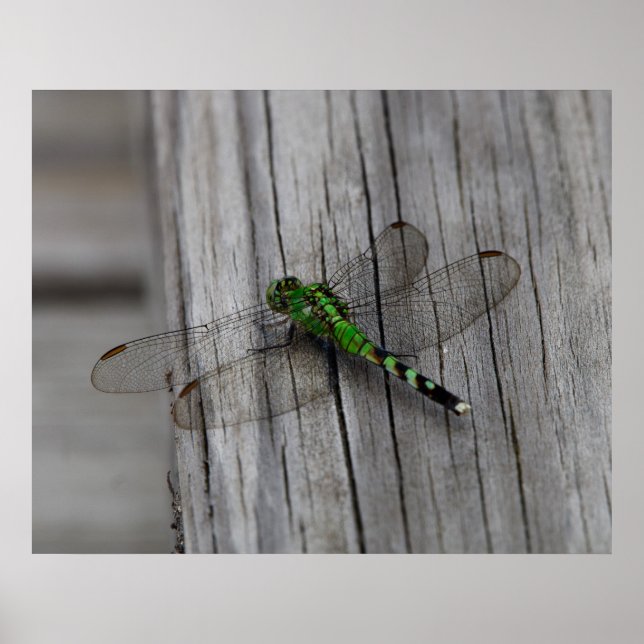 Affiche Dragon Vert (Devant)
