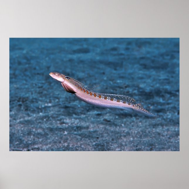 Affiche Dragonet mince (Devant)