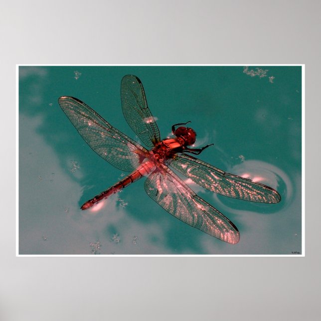 Affiche Dragonfly (Devant)