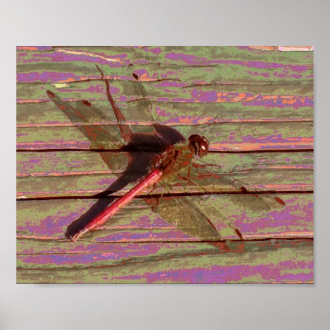 Affiche Dragonfly (Devant)