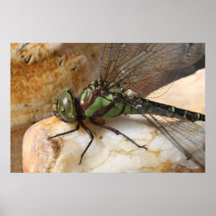 Affiche Dragonfly au repos