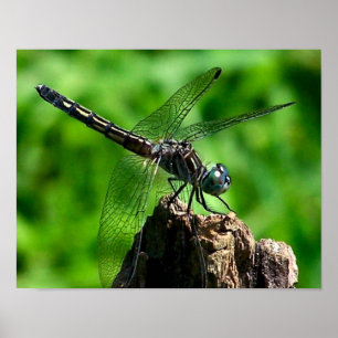 Affiche Dragonfly Close Nature