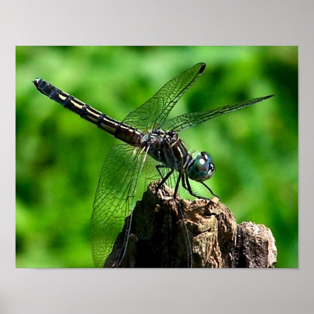 Affiche Dragonfly Close Nature (Devant)