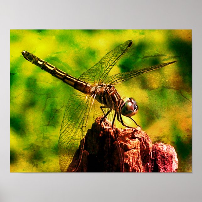 Affiche Dragonfly Close Nature Distresse Art (Devant)
