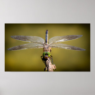 Affiche Dragonfly en repos