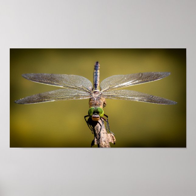 Affiche Dragonfly en repos (Devant)
