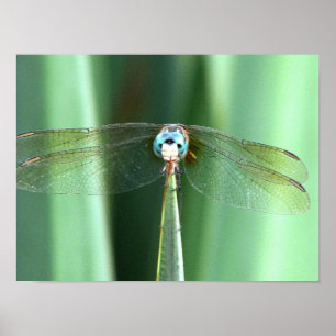 Affiche Dragonfly Hello