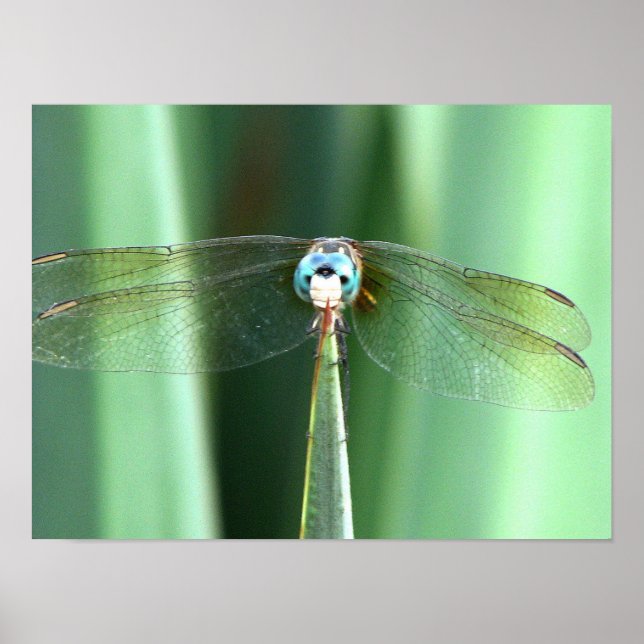 Affiche Dragonfly Hello (Devant)