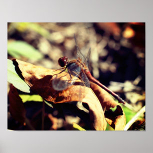 Affiche Dragonfly On Dried Leaf Close Up