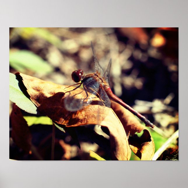 Affiche Dragonfly On Dried Leaf Close Up (Devant)