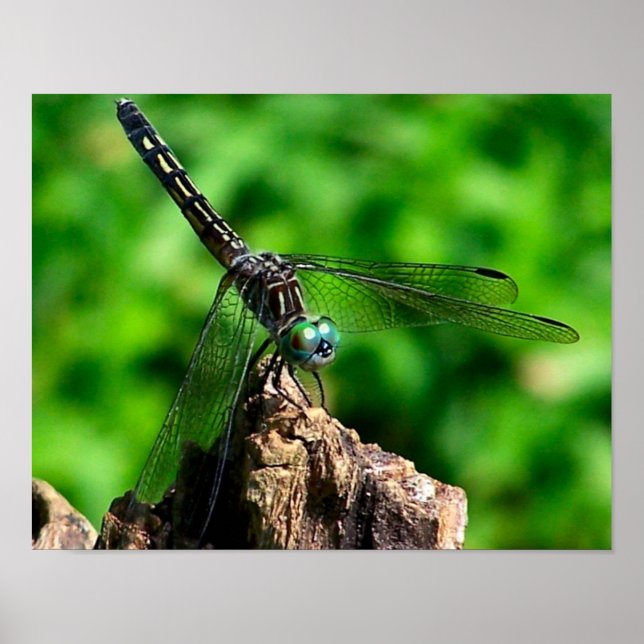 Affiche Dragonfly On Tree Stump Close (Devant)