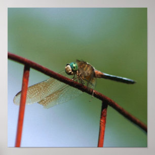 Affiche Dragonfly On Wire Fence Close