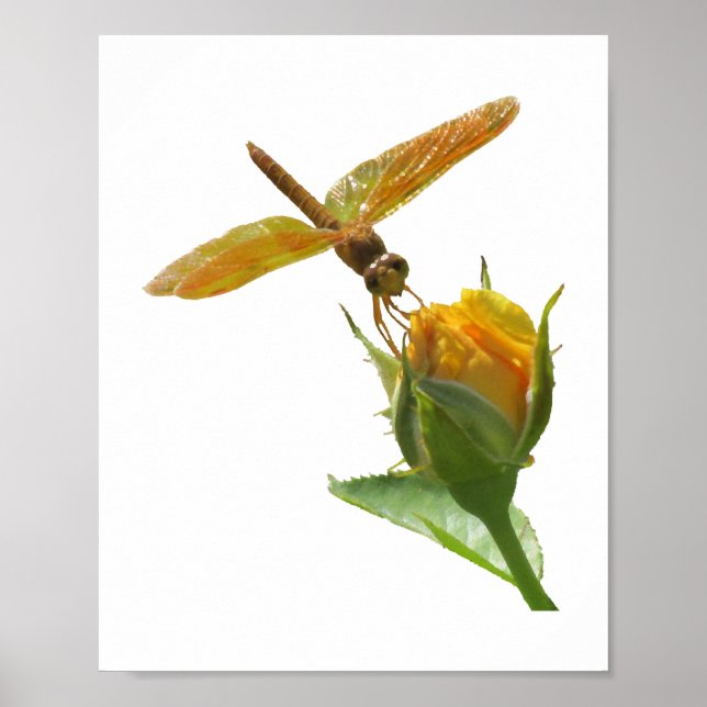 Affiche Dragonfly orange sur Rosebud jaune (Devant)