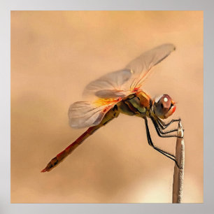Affiche Dragonfly peinte isolée contre Ecru