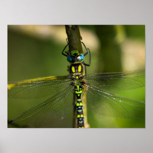 Affiche Dragonfly - Photo Faune