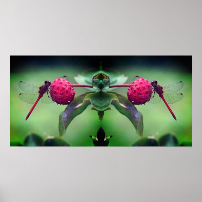 Affiche Dragonfly rouge sur Dogwood Fruit Mirror Abstrait (Devant)