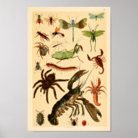 Dragonfly Scorpion Spider Collection Art Imprimer