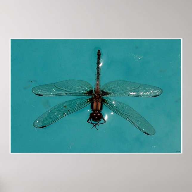 Affiche Dragonfly Still Life 1 (Devant)