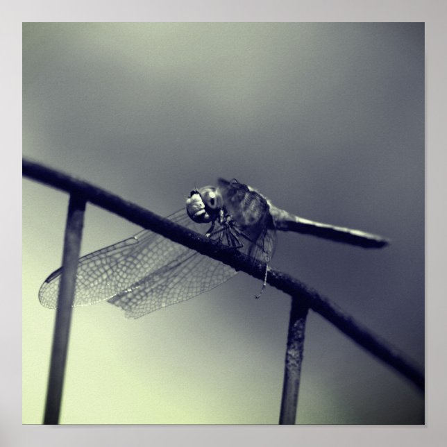 Affiche Dragonfly sur la clôture en noir et blanc (Devant)